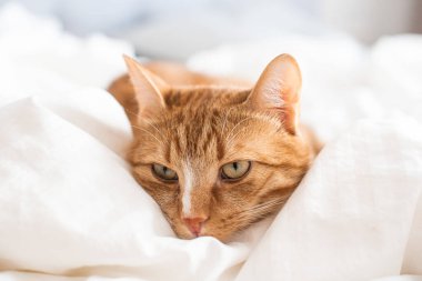 Cute ginger cat sleeping in bed, relax time white blanket