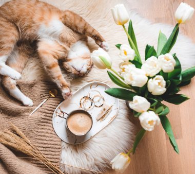 Cup with cappuccino, ginger cat, white blanket, tulips, morning concept, accessories, woman's day