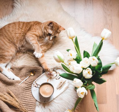 Cup with cappuccino, ginger cat, white blanket, tulips, morning concept, accessories, woman's day