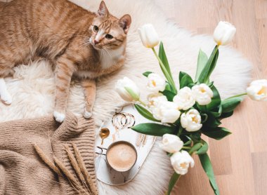 Cup with cappuccino, ginger cat, white blanket, tulips, morning concept, accessories, woman's day