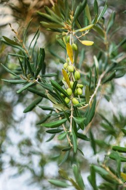 Olive Tree Branch Green Foliage Summer Time Greece