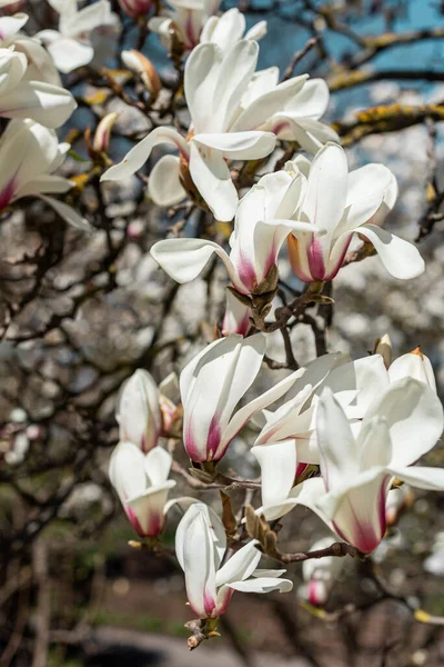 Piękne Białe Kwiaty Magnolii Kwitną Drzewie Magnolia Ogrodzie Czas Wiosny — Zdjęcie stockowe