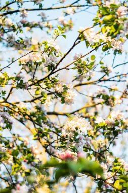 Güzel Elma Ağacı Çiçekleri Güneşli Bahçe Baharı Gün batımı Arkaplanı