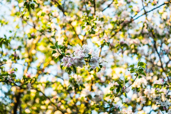 美丽的苹果树花阳光花园春日落日背景 — 图库照片