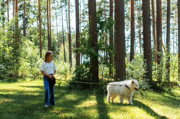 Orman Parkı 'nda Küçük Kız Köpeğiyle Oynuyor Beyaz Samoyed Yaz Saati