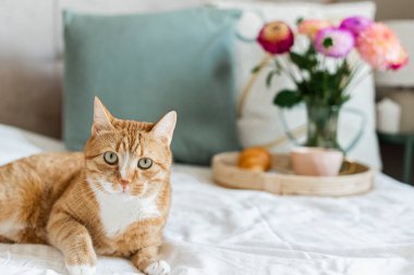 Cup with cappuccino, ginger cat, white blanket, tulips, morning concept, accessories, woman's day