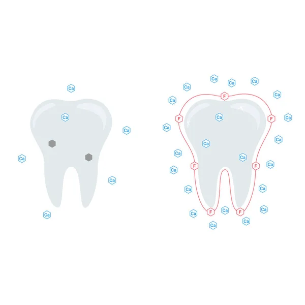 矢量图解 钙和氟化物对牙齿的影响 — 图库矢量图片