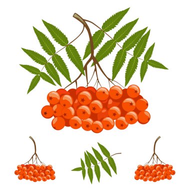 Kırmızı turuncu böğürtlen ve yapraklar. Beyaz arkaplanda vektör çizimi izole edildi. Etiket, poster, kart için şablon tasarım ögesi.