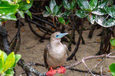 A red-footed booby (sula sula) perched on a tree branch. Known for its colourful beak and red feet, it is located on the island of Isla Genovesa in the Galapagos archipelago, Ecuador.