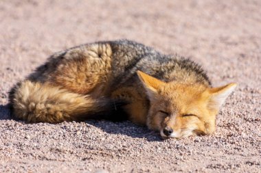 An Andean Fox or Culpeo (Lycalopex Culpaeus) sleeping in the Altiplano region of Bolivia.