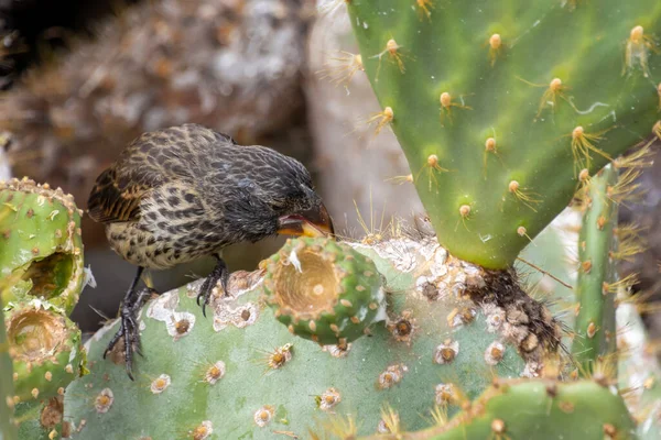 stock image A cactus finch, eating on a cactus flower in the Galapagos National Park, Ecuador.