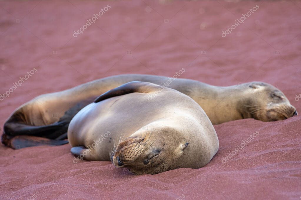 Two sea lions sleep beside each other on the red sandy beach of the