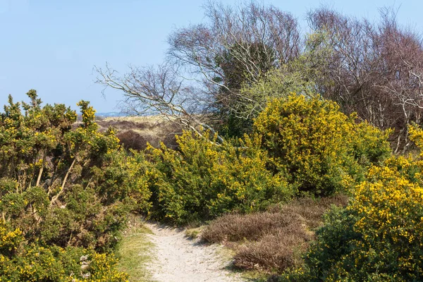 The Heather Walk in Studland Bay, on the south coast of Dorset, England.