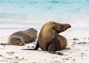 Galapagos, Ekvador 'daki Genovesa adasında sahilde iki deniz aslanı..