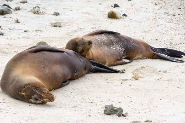 stock image A sea lion cub rests upon its mother at the beach on Isla Genovesa in the Galapagos, Ecuador.