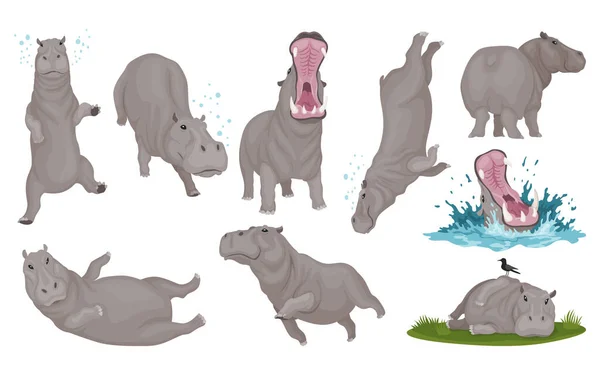 Víziló Más Pózban Van Hippopotamus Rajzfilmfigura Afrikai Állatok Állatkert Vadvilág — Stock Vector