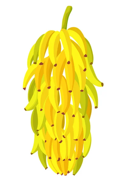 Bananes Tropicales Palmier Grand Bouquet Fruits Élément Isolé Conception Vectorielle — Image vectorielle