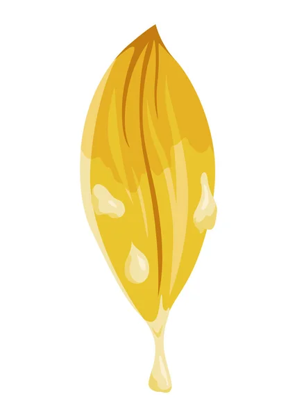 バニラの花 現実的なベクトル分離設計要素 スパイスだ 滴と黄色の花 — ストックベクタ
