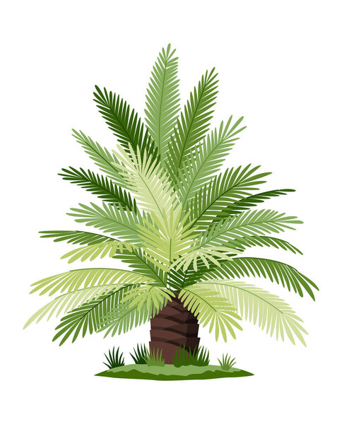 Palm tree with green leaves top and trunk. Exotic fruitful tree. Vector nature flora isolated on white background.