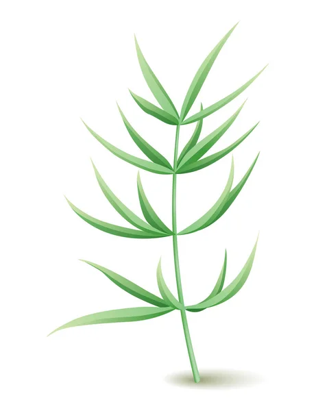 Gewürzkräuter Beliebte Pflanze Natürliche Gesundheitsfürsorge Küchenkraut Oder Gewürze Banner Isoliert — Stockvektor