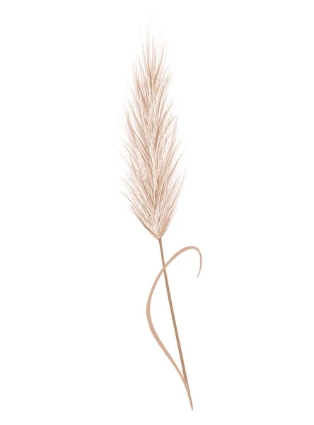 Pampas Grass Branch Dry Feathery Head Plume Used Flower Arrangements — стоковый вектор