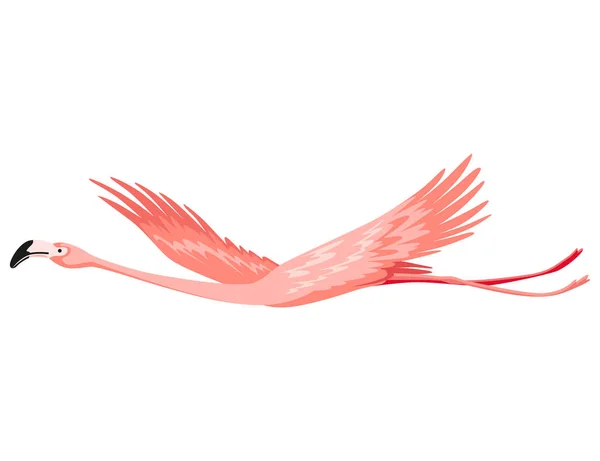 Pink Flamingo Exotic Tropical Bird Character Isolated Wildlife Animal Nature — Vector de stock