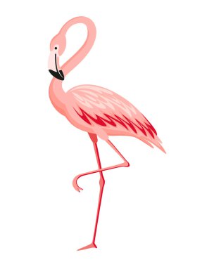 Pembe flamingo. Egzotik tropikal kuş karakteri. İzole edilmiş vahşi hayvan. Doğanın vahşi hayvanları. Şirin Afrikalı kuş ayakta duruyor..