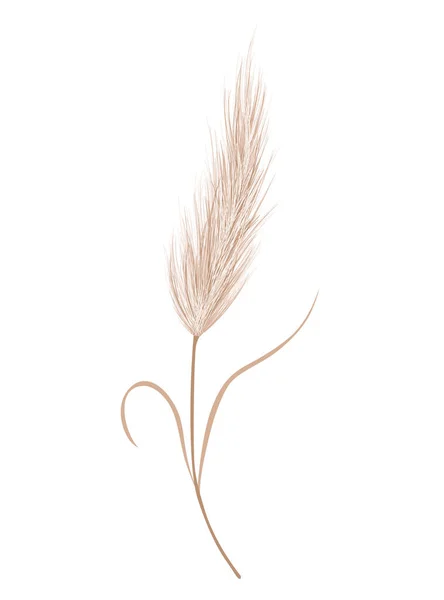 Pampas Grass Branch Dry Feathery Head Plume Used Flower Arrangements — стоковий вектор