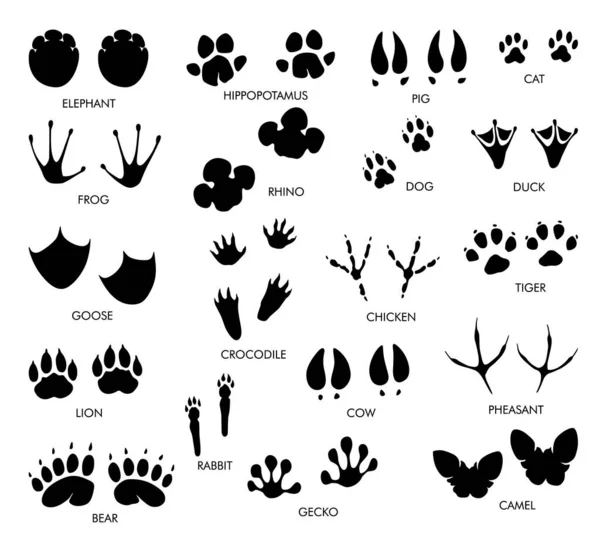 Animals Feet Tracks Set Name Black Paw Walking Feet Silhouette — Stock Vector