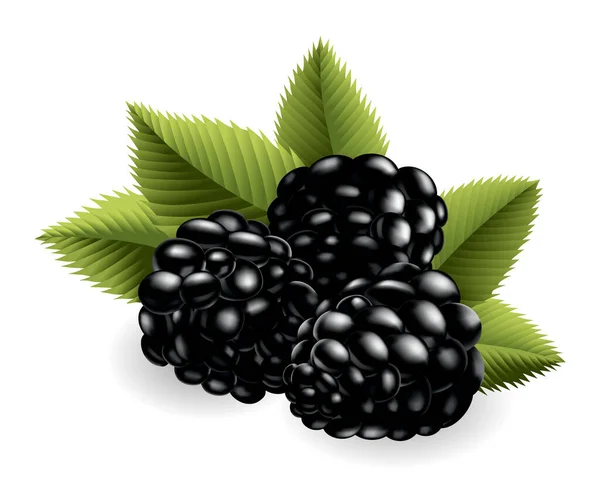 Fresh Sweet Tasty Blackberry Sweet Fruit Forest Berry Vector Icon — Stok Vektör