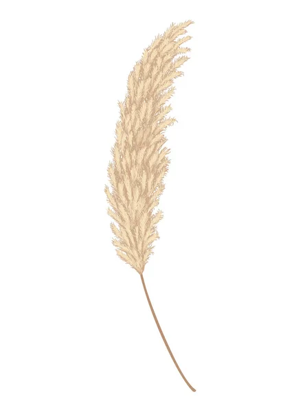 Pampas Grass Branch Dry Feathery Head Plume Used Flower Arrangements — стоковый вектор