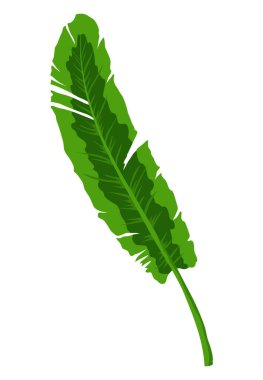 Tropik muzlar, palmiye yaprakları ve yapraklar. Vektör tasarımı izole edildi. Taze doğal yeşil bitki..