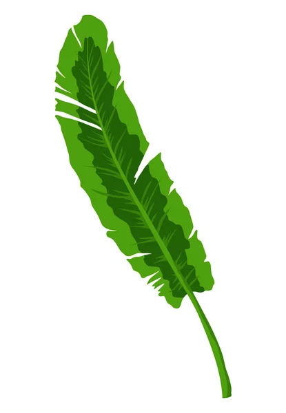 Tropische Bananen Palmbladeren Bladeren Vectorontwerp Geïsoleerd Element Verse Natuurlijke Groene — Stockvector