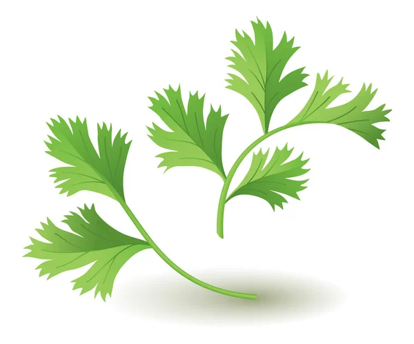 菜花香菜 流行植物 自然保健 从白色背景分离出来的厨房药草或香料旗帜 — 图库矢量图片