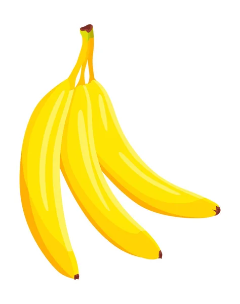 Plátanos Tropicales Racimo Fruta Madura Diseño Vectorial Elemento Aislado Alimentos — Vector de stock