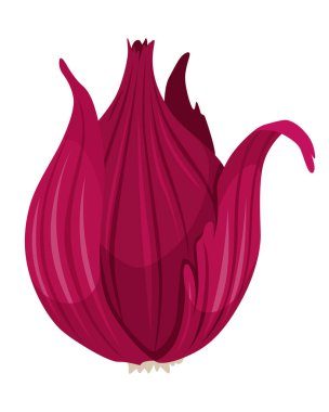 Cartoon whole onion. Fresh farm market symbols. Vector illustration of organic farm fresh vegetables.
