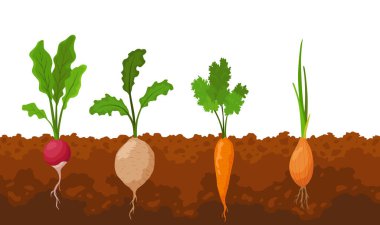 Sebze yetiştirme koleksiyonu. Kök yapısını gösteren bitkiler. Organik ve sağlıklı yiyecekler. Restoran menüsü ya da market etiketi için tarım ürünü. Sebze bahçesi afişi. Kök sebzeli poster.
