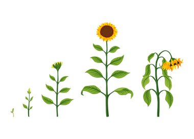 Sunflower growth stages. Agriculture plant development from seed to flowering and fruit-bearing plant. Harvest animation progression.