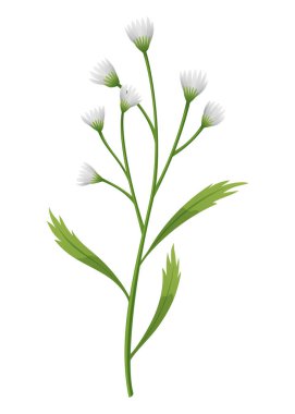 Chamomile flower. Botanical illustration of daisy. Design element for herbal tea, natural cosmetics, health care products or aromatherapy. White flower with green leaves and stem.