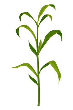 Mısır yetiştirme sahnesi. Beyaz arka planda yalıtılmış mısır bitkisi. Çiftlik bitkisi gelişiyor, gelişim aşamasında. Yerleştirme süreci.
