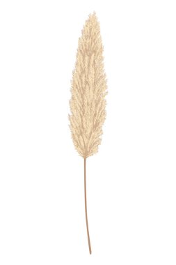 Pampas grass branches. Dry feathery head plumes, used in flower arrangements, ornamental displays, interior decoration, fabric print, wallpaper, wedding card. Golden ornament element in boho style.
