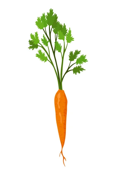 Растение Моркови Растение Структурой Корней Сельскохозяйственный Продукт Меню Ресторана Маркировки — стоковый вектор