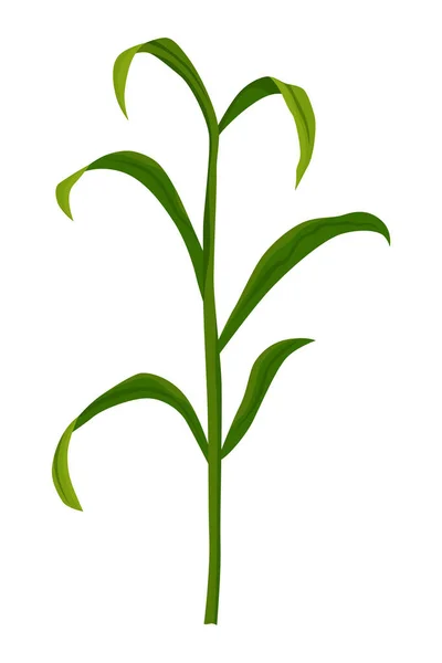 Mais Wächst Maispflanze Isoliert Auf Weißem Hintergrund Entwicklung Der Nutzpflanze — Stockvektor