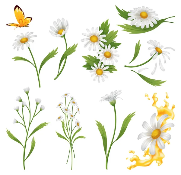 Chamomile Flowers Botanical Illustration Daisies Design Elements Herbal Tea Natural — Stock Vector