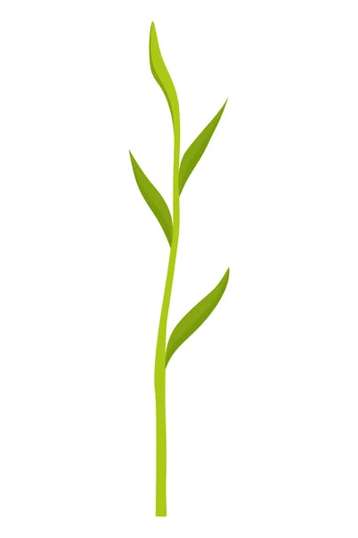 Стадія Вирощування Кукурудзи Рослина Росту Кукурудзи Ізольована Білому Тлі Розвивається — стоковий вектор