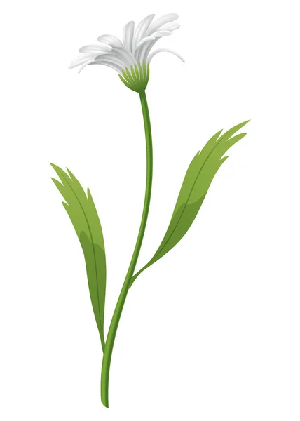 Chamomile Flower Botanical Illustration Daisy Design Element Herbal Tea Natural — Stock Vector