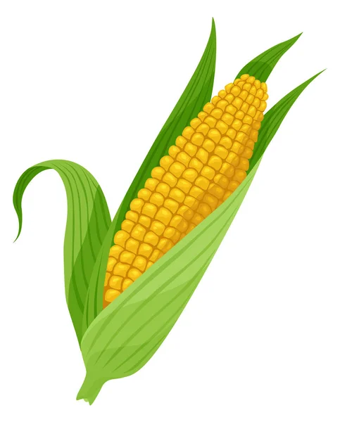Mais Wächst Maispflanze Isoliert Auf Weißem Hintergrund Entwicklung Der Nutzpflanze — Stockvektor