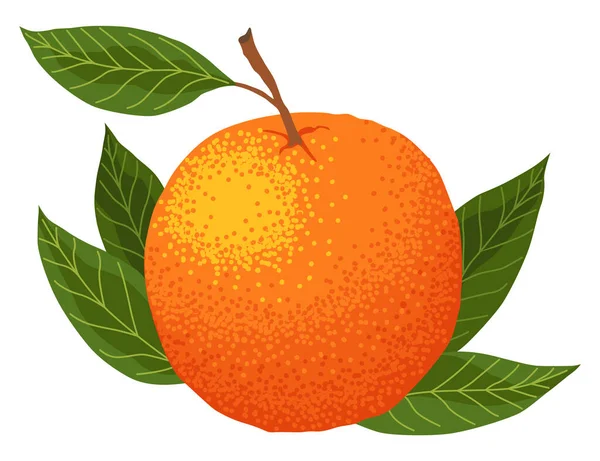 北京語のアイコン 漫画の分離甘い柑橘類 新鮮な熱帯みかん 有機ベクトル図 オレンジ全体 — ストックベクタ