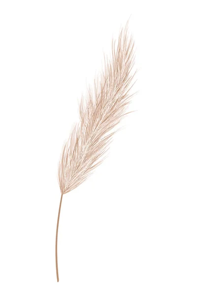 Pampas Grass Branches Dry Feathery Head Plumes Used Flower Arrangements —  Vetores de Stock