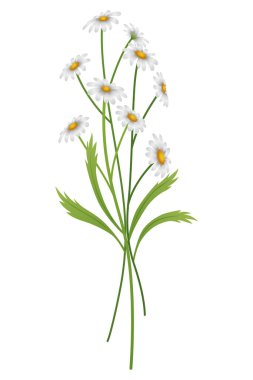 Papatya çiçeği. Papatyanın botanik çizimi. Bitki çayı, doğal kozmetik ürünleri, sağlık ürünleri veya aromaterapi için tasarım elementi. Yeşil yapraklı ve saplı beyaz çiçek.